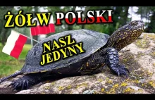 Inwazja żółwi błotnych w Polsce?