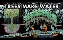 Jak drzewa wytwarzają wodę