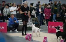 POZNAŃ: 2 Międzynarodowe Wystawy Psów Rasowych [ZDJĘCIA, FILM]