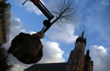 Ile i jakie drzewa posadzą na Rynku Głównym w Krakowie? Autor pomysłu wyjaśnia
