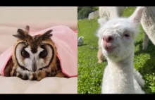 Cute Animals Compilation To Make You Smile