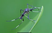 Największe komary na świecie - przedstawiciele rodzaju Toxorhynchites