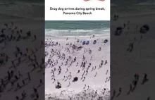 Drug dog arrives during spring break, Panama City Beach