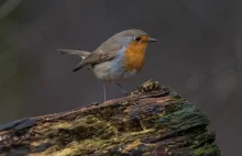 Światło szklarni przemysłowych wpływa na aktywność głosową ptaków