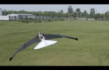Ornitopter ze sprzężonym z morfingiem wzorem bicia skrzydeł