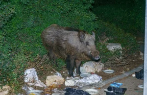 Antykoncepcja dzików? W Warszawie nie chcą takiego rozwiązania problemu