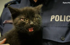Dzięki policjantom maleńki, zbłąkany kotek znalazł nowy dom.