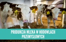 Produkcja mleka w hodowlach przemysłowych.