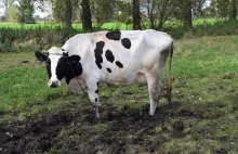 Krowy i konie znikają z pastwisk. Policja apeluje do rolników