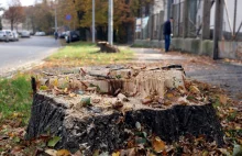 W Legnicy z okazji remontu ulicy ścięto wszystkie stare drzewa aby zasadzić nowe