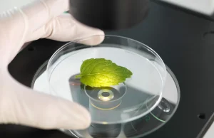 Chemicy stworzyli nowy system "sztucznej fotosyntezy"