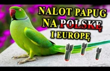 Dzikie papugi w Polsce Duże, Głośne, Zielone