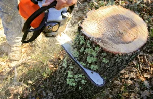 Wycinka drzew - od stycznia wniosek o zezwolenie na wycinkę online