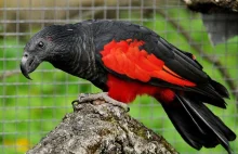 Sępica – najbardziej mroczna papuga na świecie