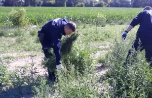 Ogromna plantacja marihuany pod Toruniem. TVN24 o kompromitacji policji