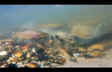 Nieludzki sukces - tarło anadromicznych ryb w dorzeczu Sanu