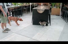 Polski Pies vs Cypryjski Kot - potężny pokaz siły