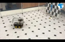 Szczury w laboratorium nauczyły się prowadzić samochody zabawki.