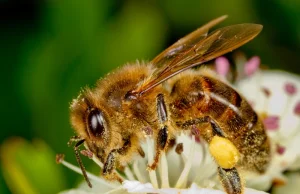 Długość życia pszczół miodnych jest dziś o 50% krótsza niż 50 lat temu.