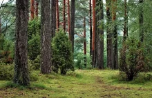 Dlaczego dyrektor Obajtek i jego ludzie nie chcą UNESCO w swoim lesie