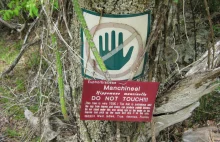Hippomane mancinella czyli drzewo śmierci