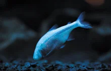 Ryba jaskiniowa "zrezygnowała" z oczu i barw na rzecz metabolizmu