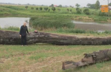 Próbowali ukraść kilkusetletnie drewno o wartości ponad 176 tys. zł