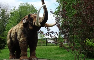 CIA finansuje przywrócenie mamuta włochatego, ale po co?