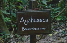 Co to jest ajałaska? Jak wygląda rytuał Ayahuasca?