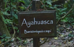 Co to jest ajałaska? Jak wygląda rytuał Ayahuasca?