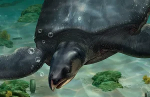Żółw morski odkryty w Hiszpanii. Jego rozmiary przerażały