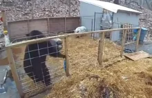 niedźwiedź odwiedza świnki