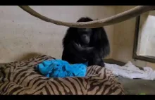 Mama szympansa łączy się z dzieckiem po cesarskim cięciu.