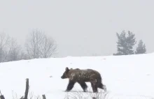 Niemieckie media alarmują w sprawie niedźwiedzi w Bieszczadach