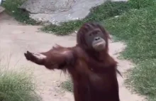 Orangutan żąda jabłka