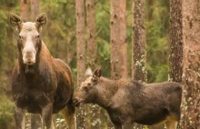 Zastrzelił dwa łosie. Tłumaczył, że pomylił je z dzikami