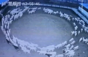 Tajemnicze zachowanie stada owiec. Chodziły w kółko przez 12 dni