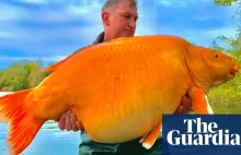 Wędkarz złowił w jeziorze jedną z największych złotych rybek na świecie