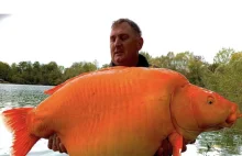 Francja. Wędkarz złowił największą na świecie 30-kilogramową „złotą rybkę”
