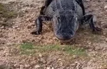 Karmienie aligatora