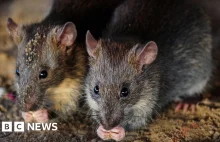 Indyjska policja twierdzi, że szczury zjadły 200 kg marihuany