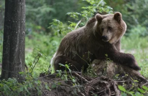 Lasy Państwowe: Niemcy swoje niedźwiedzie wybili, teraz zajęli się polskimi