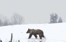 Niemieckie media (KŁAMIĄC) alarmują w sprawie niedźwiedzi w Bieszczadach