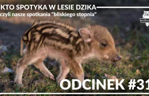 Kto spotyka w lesie dzika - pomysł z Wykop.pl