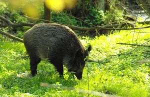 W Trójmieście będą strzelać do dzików. Odstrzał za kilka dni