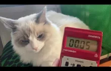 Pomiar radioaktywności kota rasy Ragdoll licznikiem Polaron Pripyat