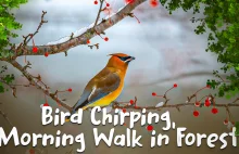 Relaksujące dźwięki natury – śpiew ptaków, poranny spacer po lesie