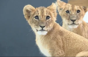 Z powodu biurokracji lwiątka z Ukrainy nie mogą polecieć do USA. Zoo apeluje...