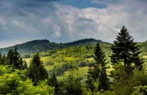 Co godzinę w Karpatach znika las o wielkości 5 boisk piłkarskich