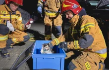 Strażacy uratowali kotka uwięzionego w podwoziu samochodu - WIELKOPOLSKA